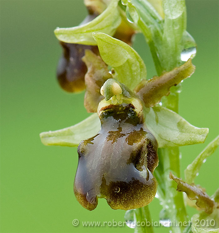 Ophrys da identificare